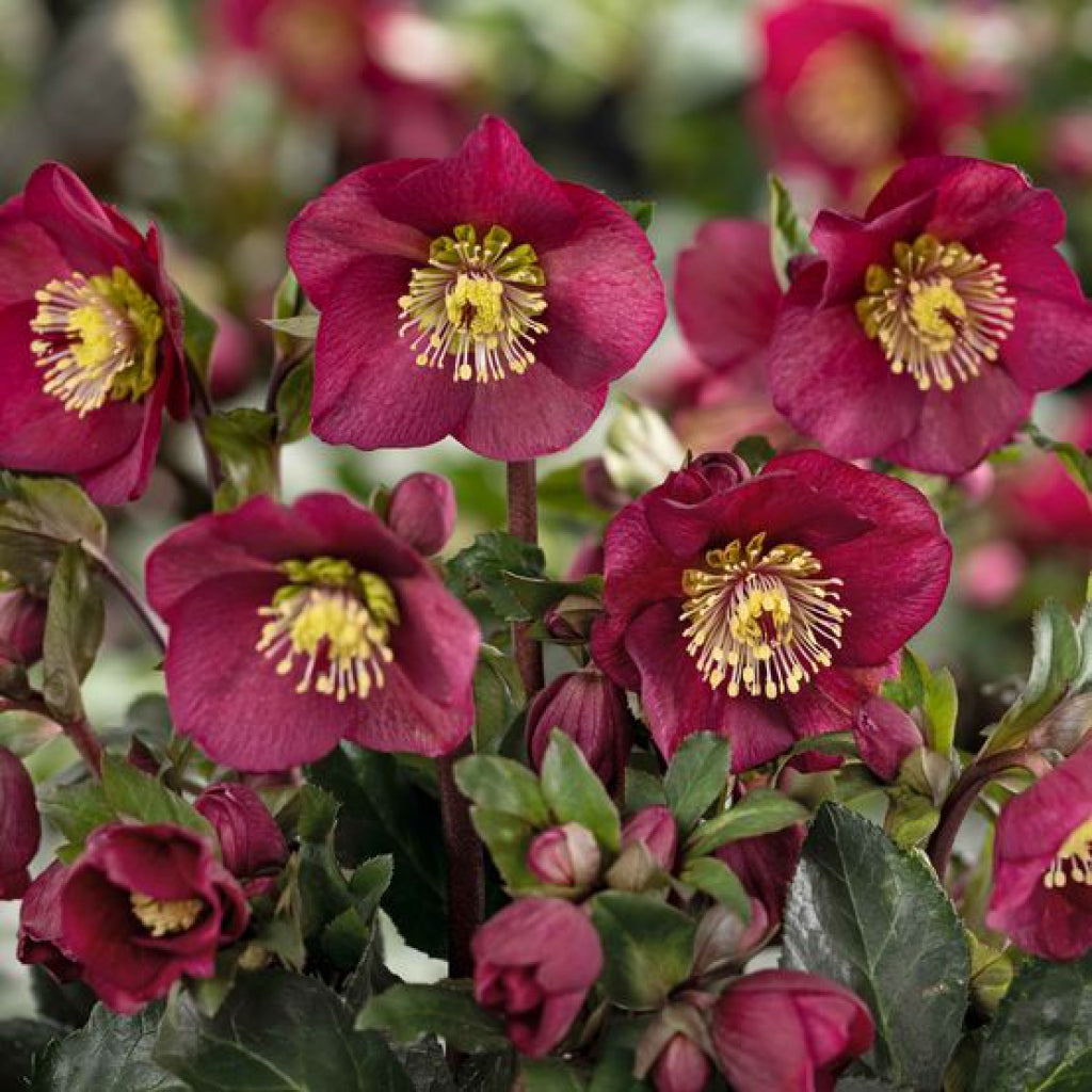 Helleborus Ice N' Roses Bennotta Snow Rose
