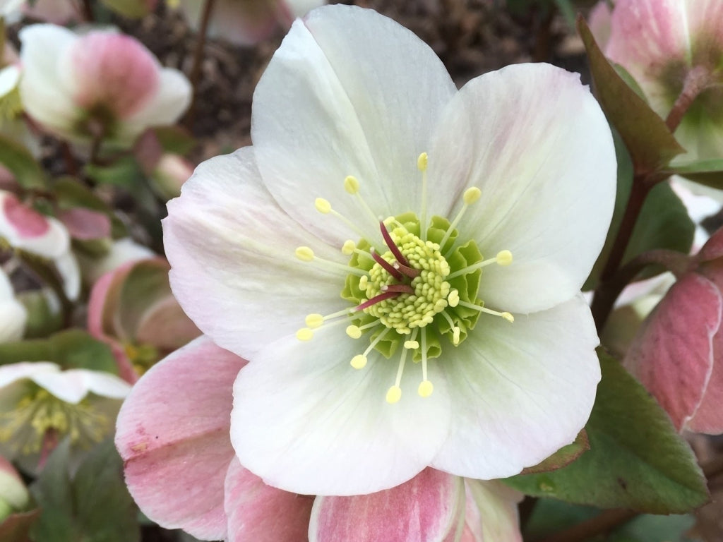 Helleborus Ice N' Roses Bianco Snow Rose