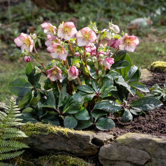 Helleborus Ice N' Roses Carlotta Snow Rose