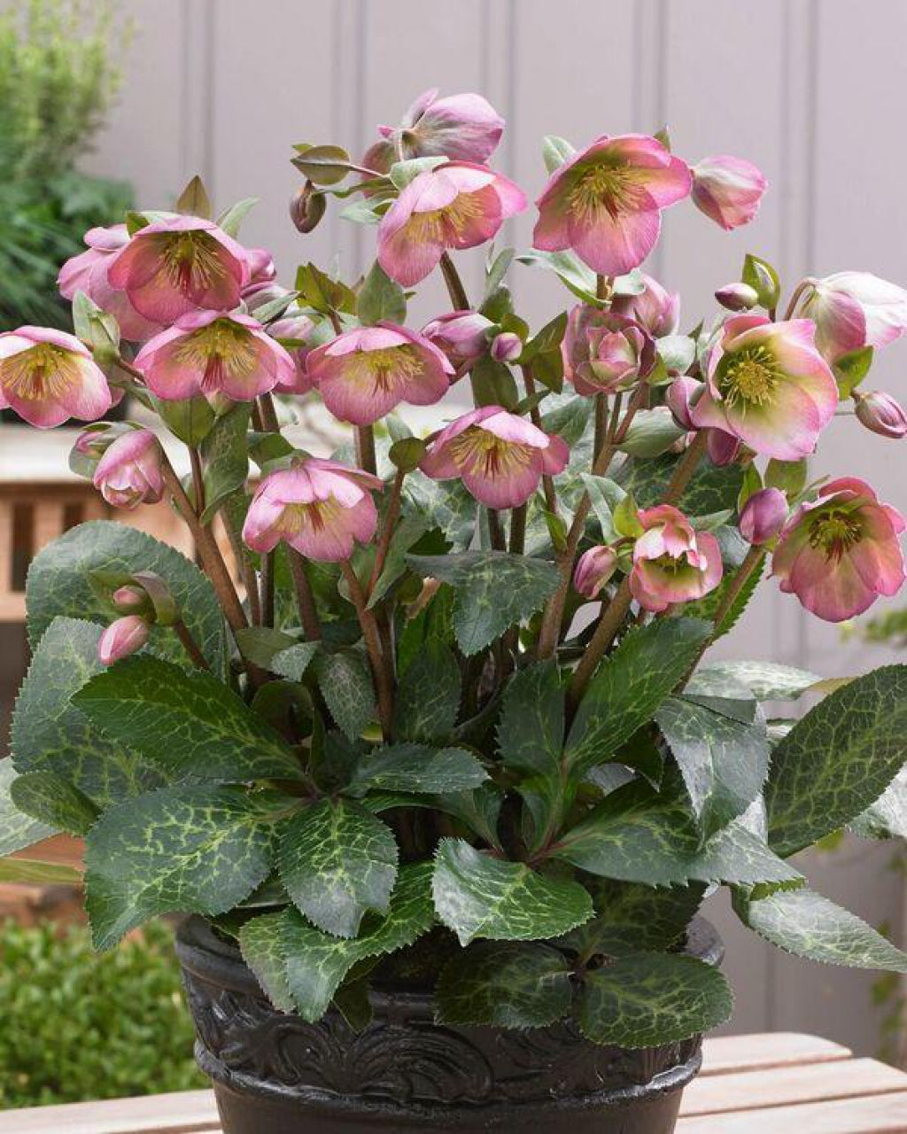 Helleborus Dorothy's Dawn Snow Rose