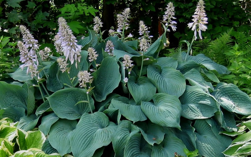 Hosta 'Blue Angel'