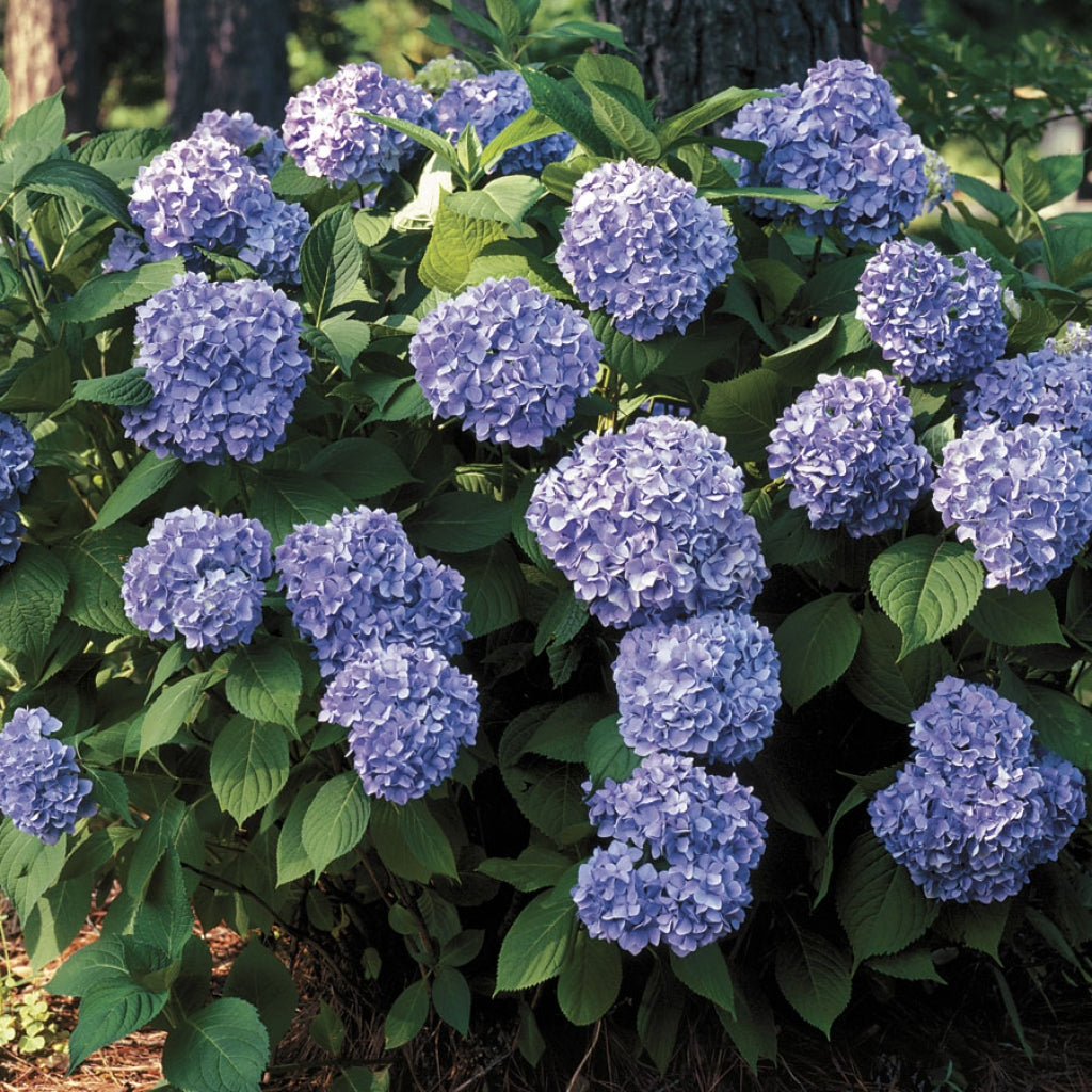 All Summer Beauty Hydrangea
