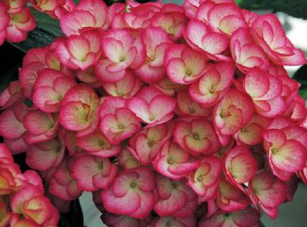 Firefly Mophead Hydrangea