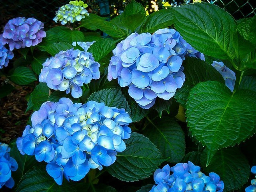 Nikko Blue Mophead Hydrangea