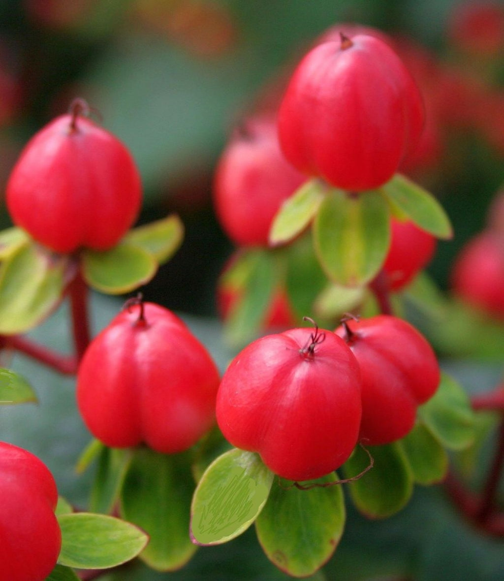 Hypericum Magical Triumph Red Berry St. John's Wort