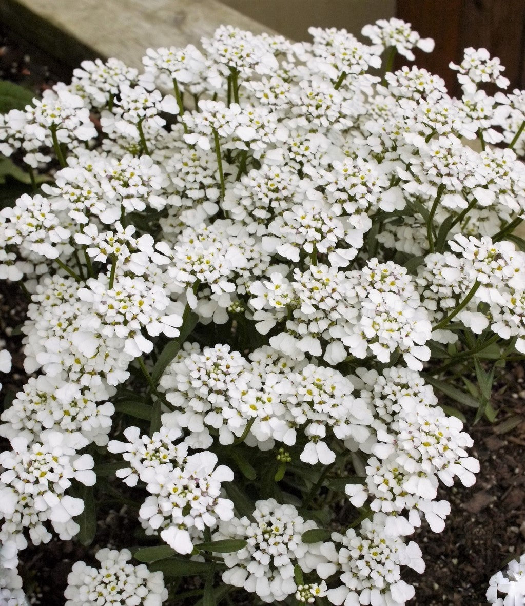 Iberis amara 'Summer Snowdrift'