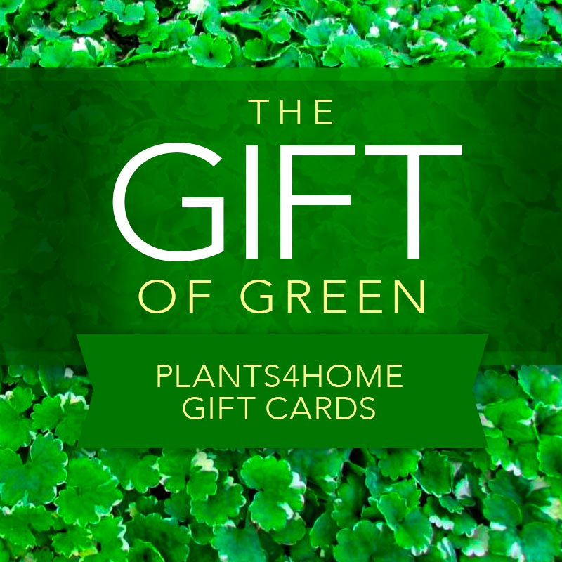 Plants4Home Gift Cards