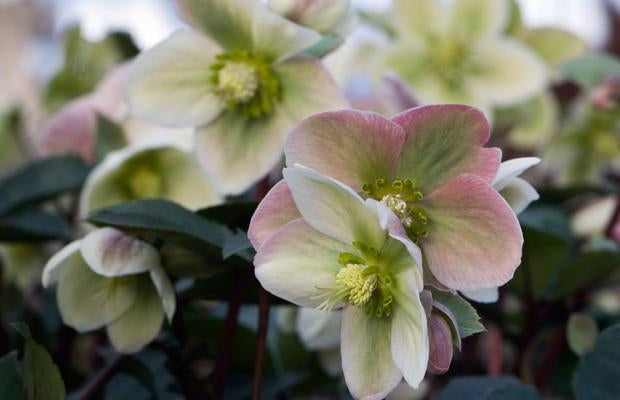 Hellebore 'Ivory Prince' Lenten Rose