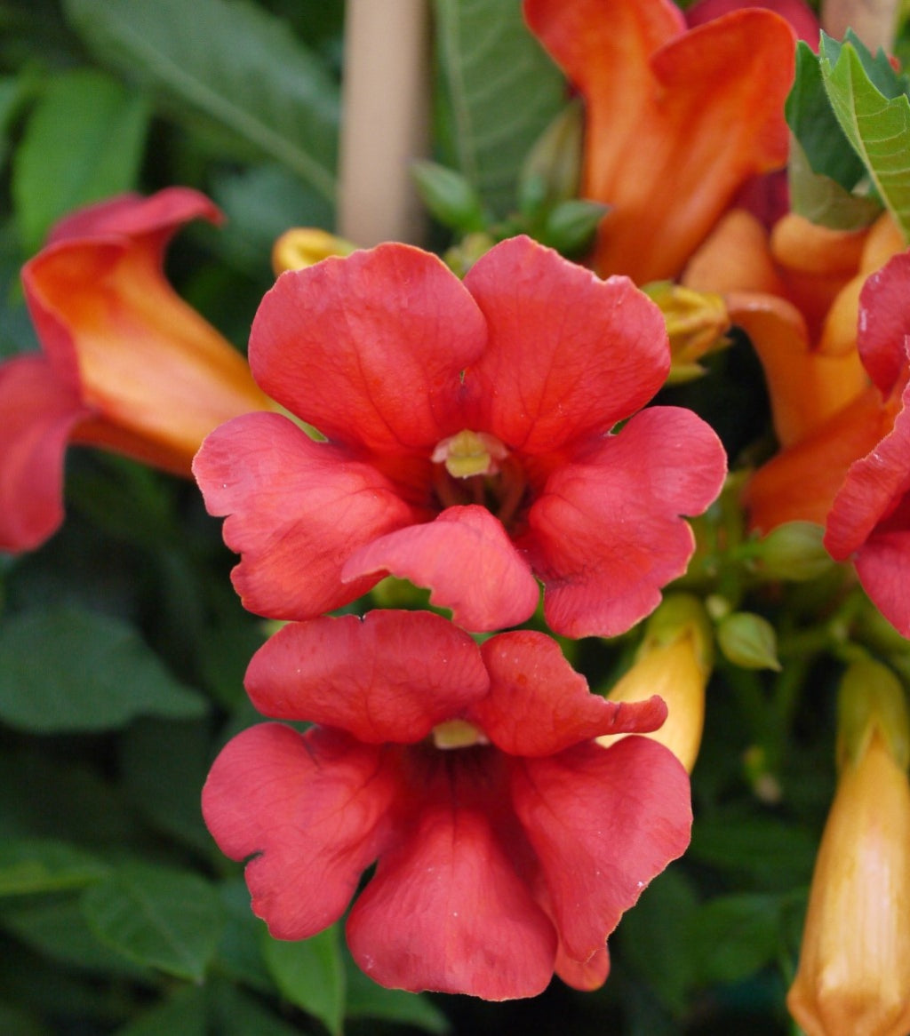 Summer Jazz Fire Trumpet Vine