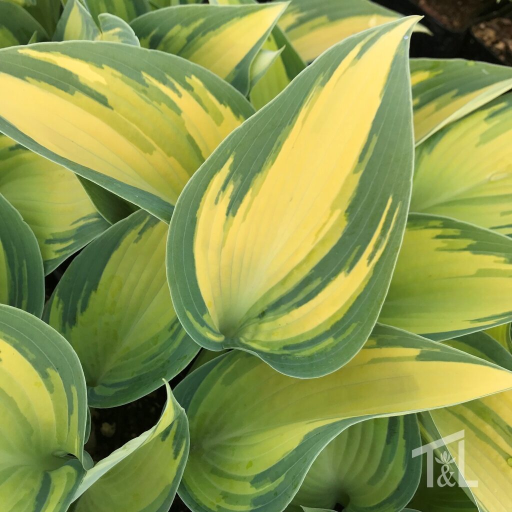 Hosta 'June' Plantain Lily