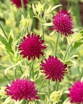 Thunder and Lightning Variegated Knautia