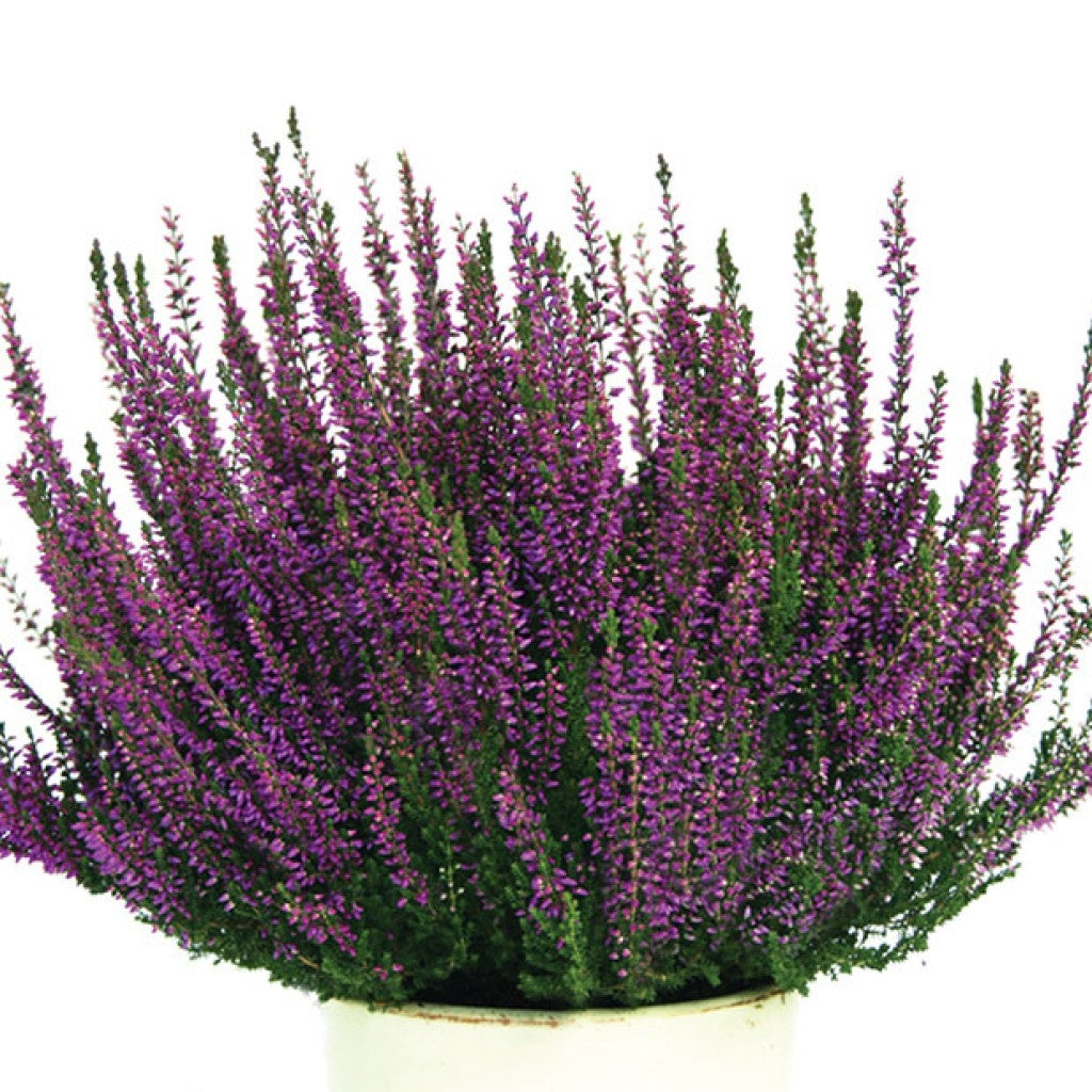 Calluna 'Laura' Heather
