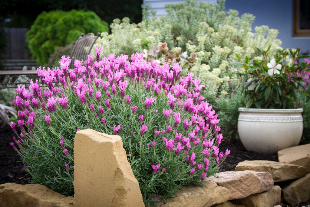 The Princess Spanish Lavender