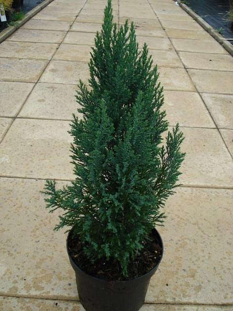 Holiday Tree Chamaecyparis 'Ellwoodii' Lawson Cypress