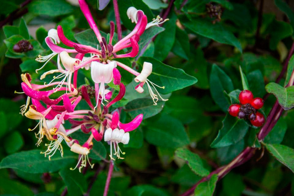 Lonicera Peaches and Cream Honeysuckle