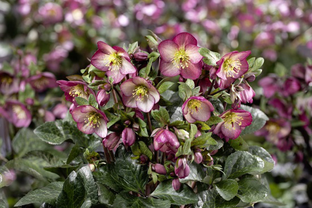 Helleborus Mary Marble