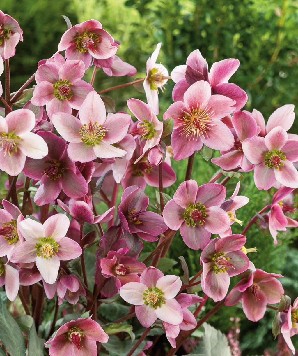 Merlin Snow Rose Hellebore