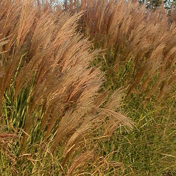 Miscanthus Arabesque Maiden Grass