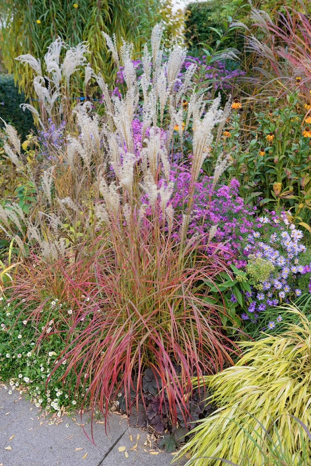 Miscanthus Little Miss Maiden Grass