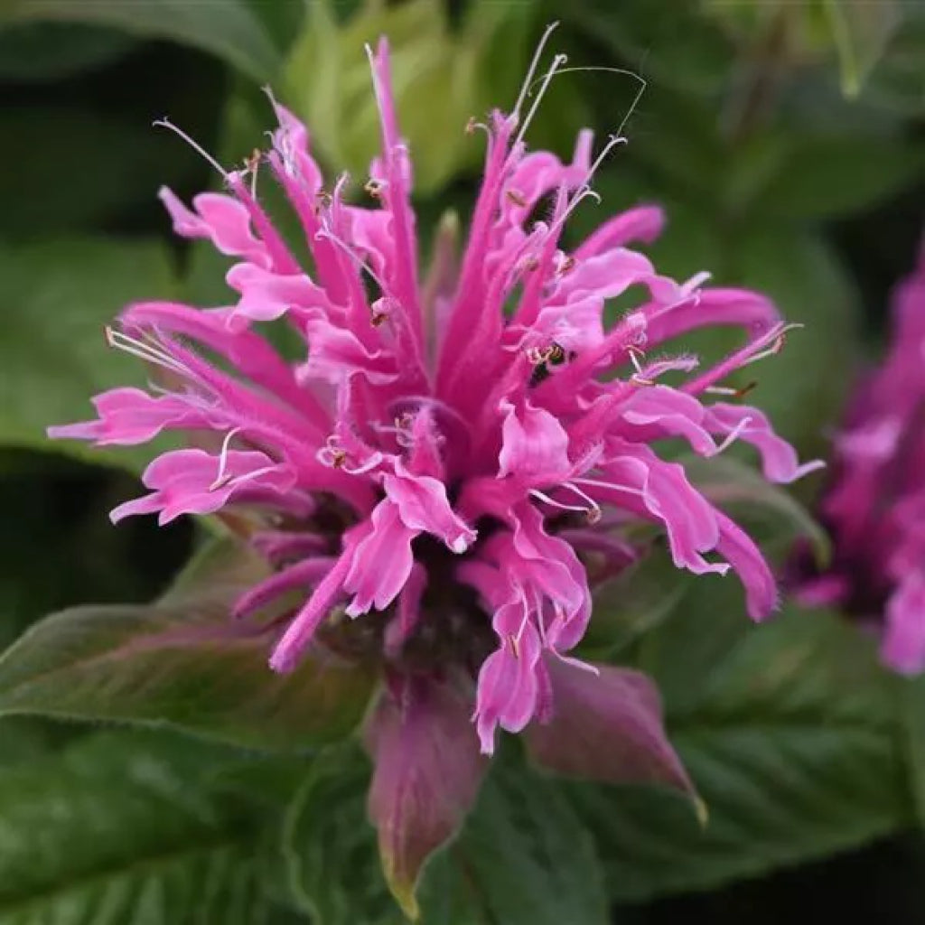 BeeMine Pink Bee Balm