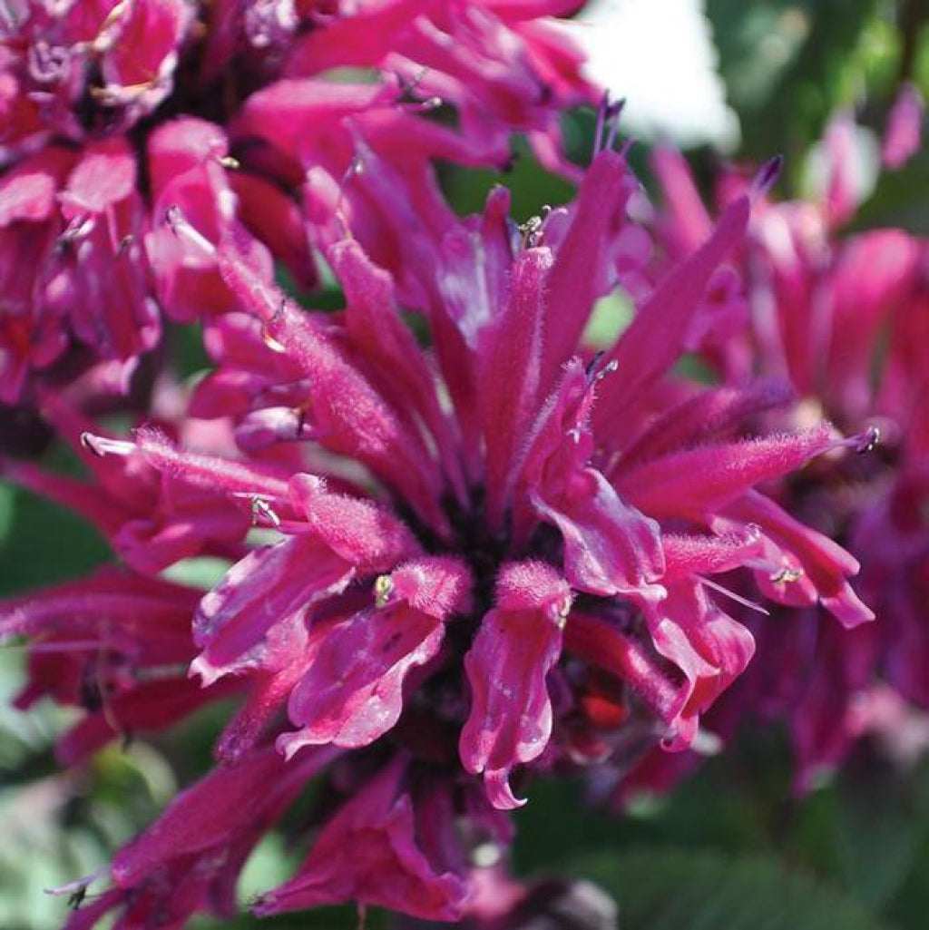 Marje Purple Bee Balm