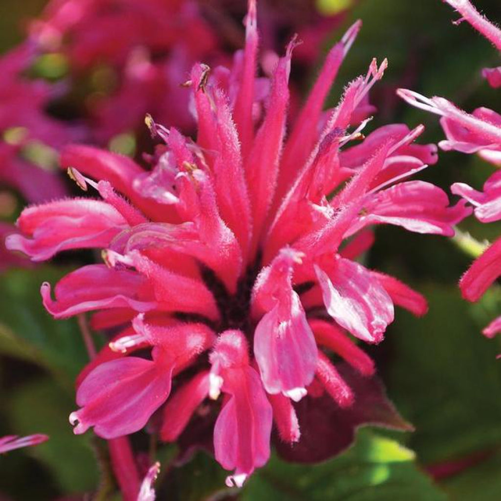 Marje Rose Bee Balm
