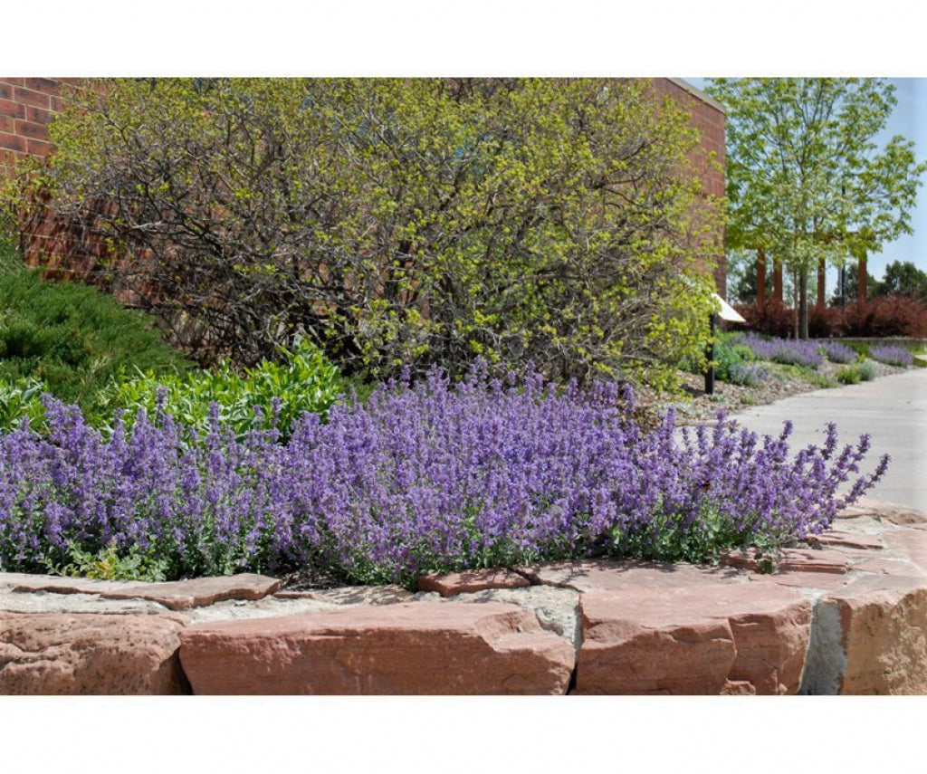 Little Trudy Catmint