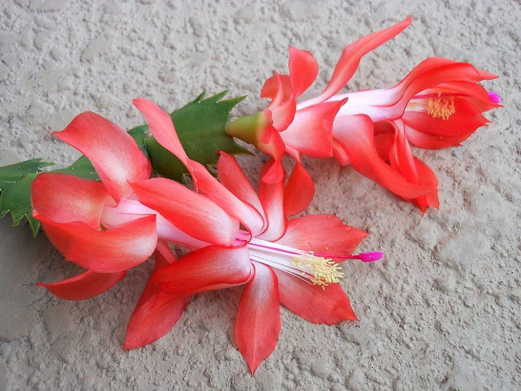 Schlumbergera 'Orange Flame' Holiday Christmas Cactus