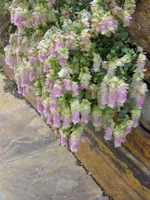 Origanum Kent Beauty Ornamental Oregano