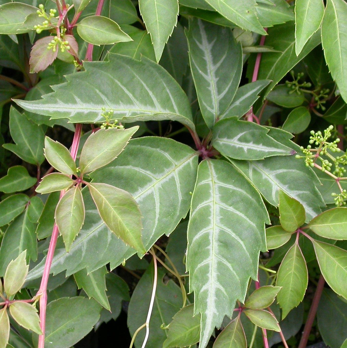 Parthenocissus henryana Silver-Vein Creeper
