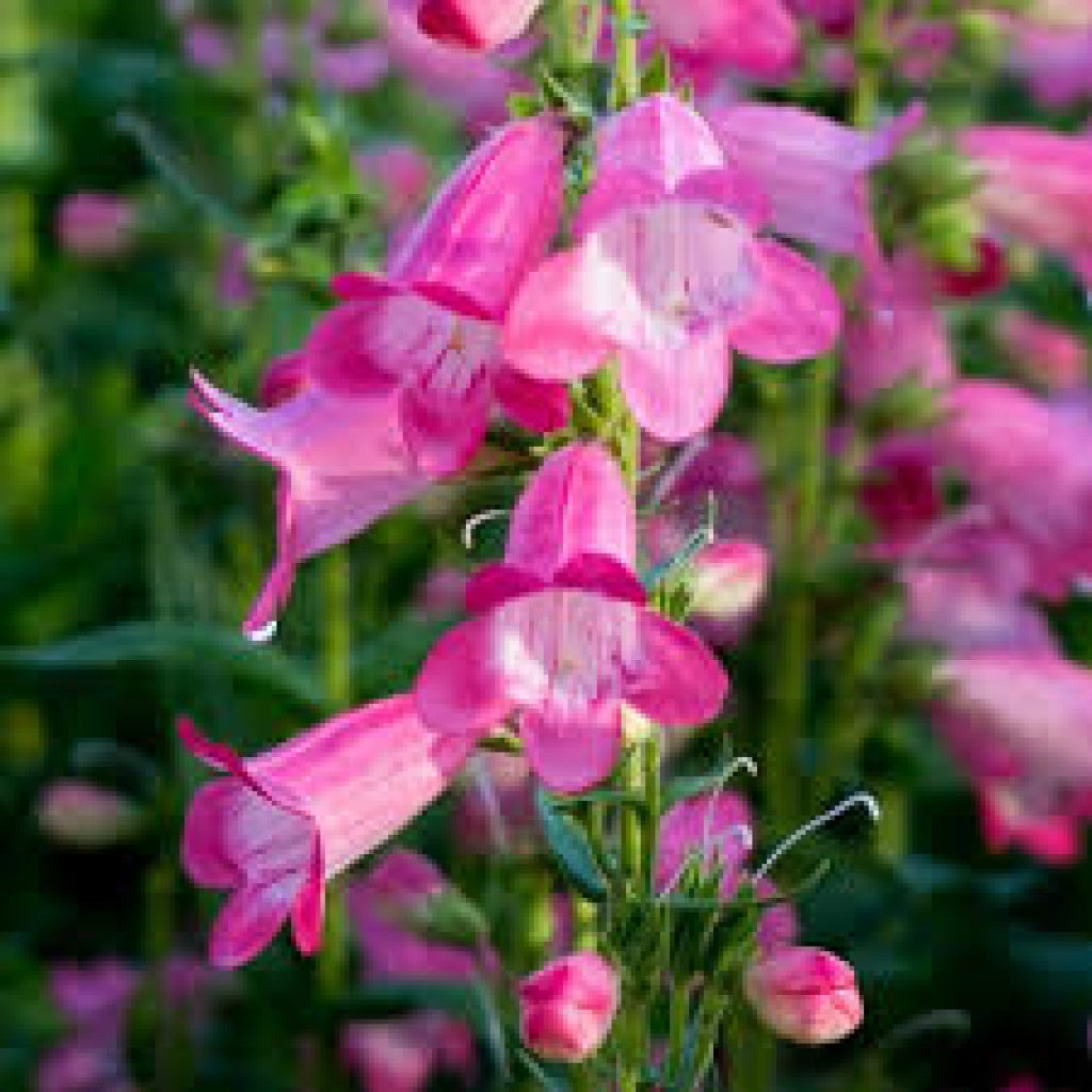Quartz Rose Beardtongue