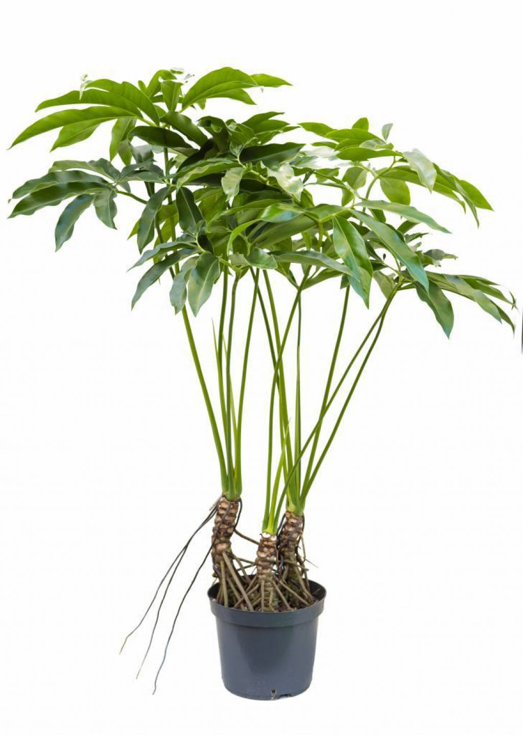 Philodendron goeldii 'Fun Bun' Houseplant