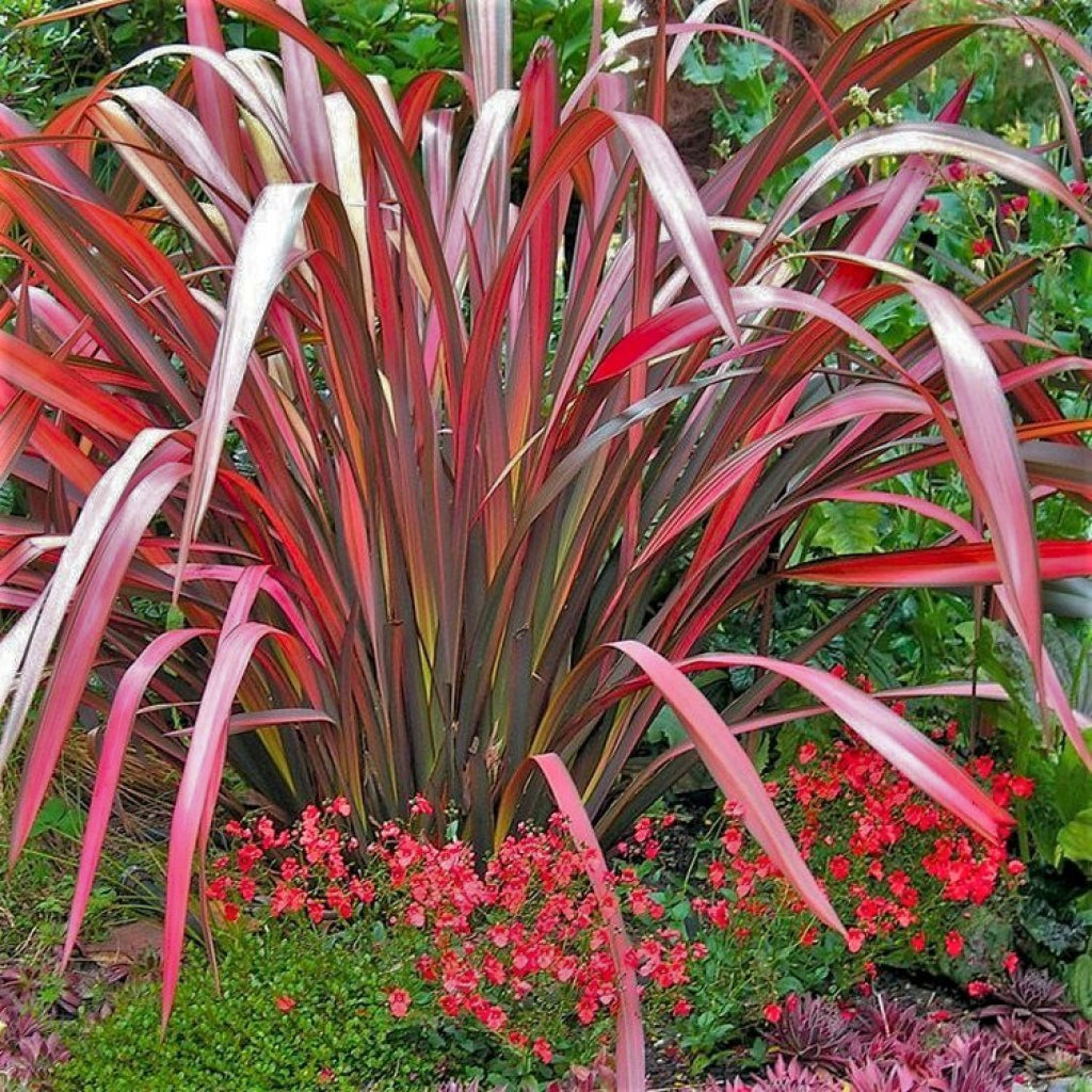Evening Glow New Zealand Flax