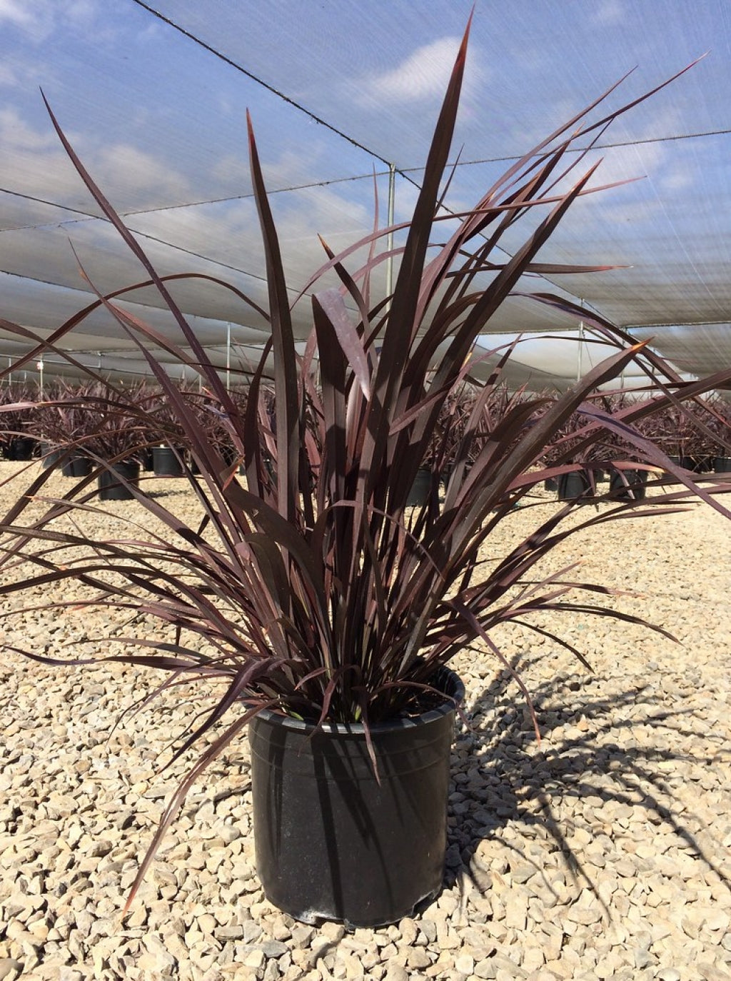 Mat’s Merlot New Zealand Flax