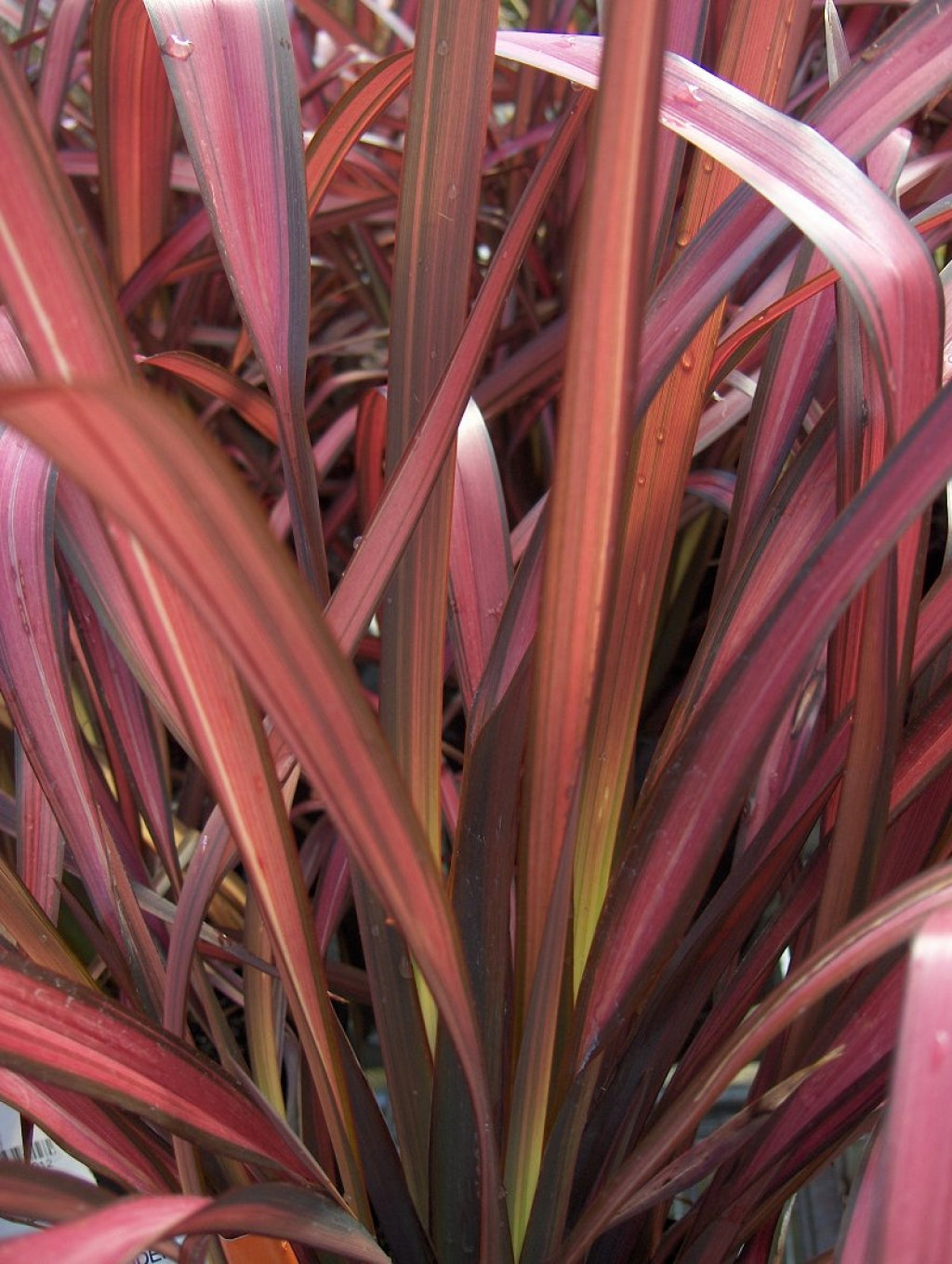 Rainbow Maiden New Zealand Flax