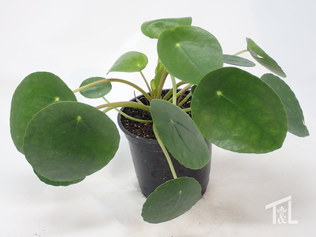 Pilea peperomioides Chinese Money Plant Houseplant