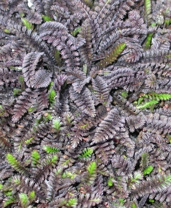 Leptinella 'Platt's Black' Brass Buttons