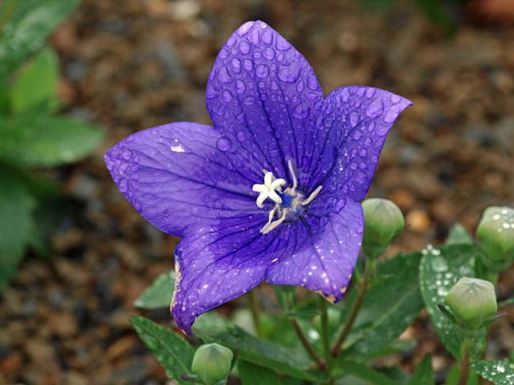 Astra Blue Dwarf Balloon Flower