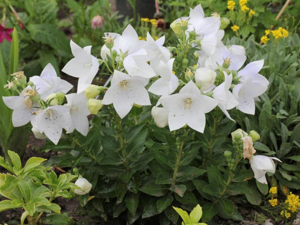 Astra White Dwarf Balloon Flower
