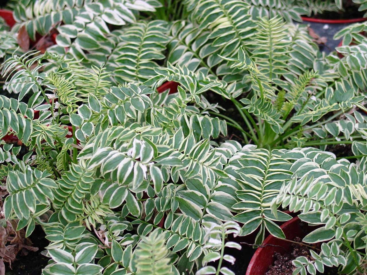 Polemonium Brise d'Anjou Jacob's Ladder