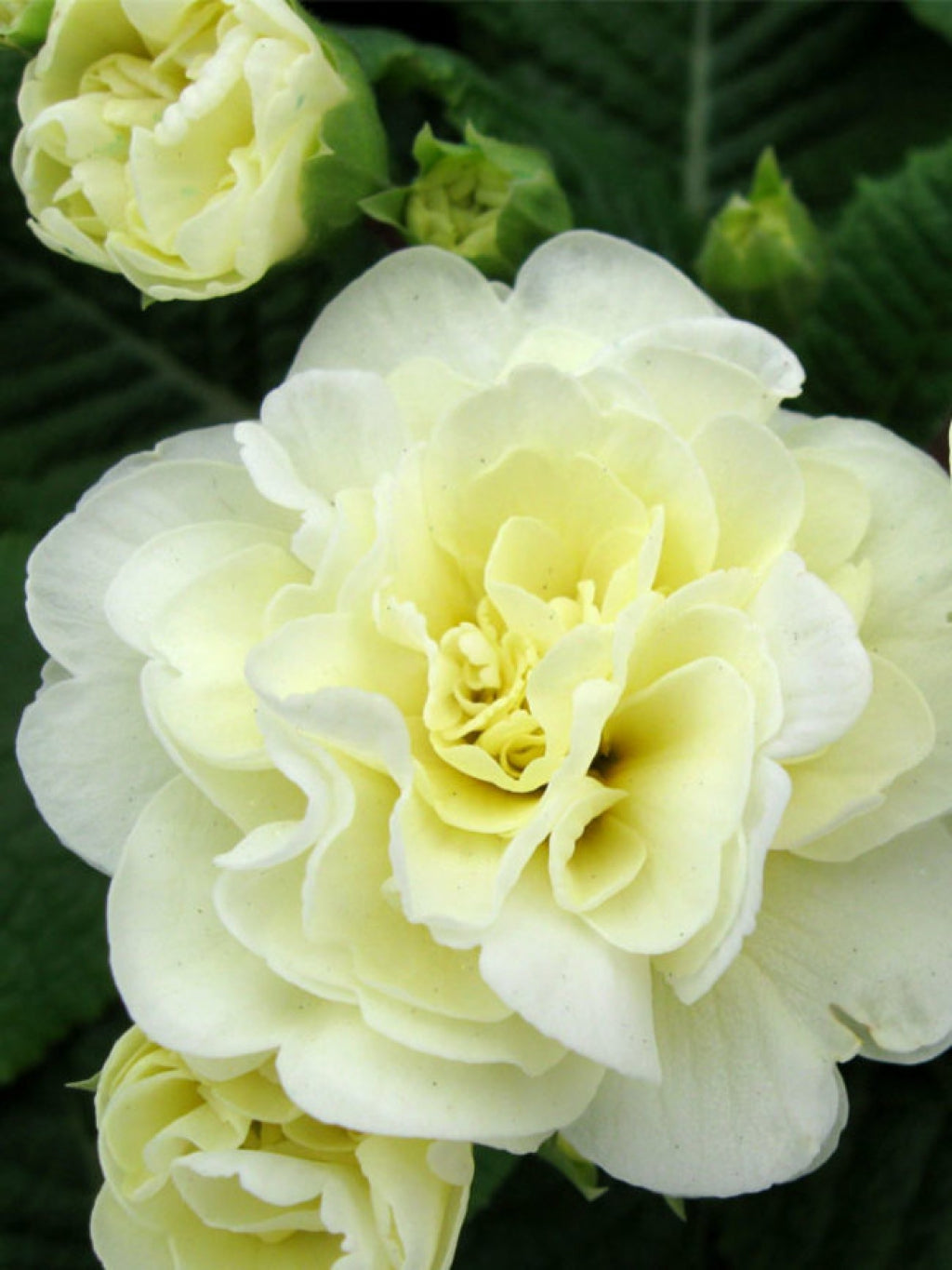 Primula BELARINA Cream Double Primrose