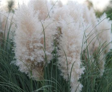 Pampas Grass White Feather "Pumila"