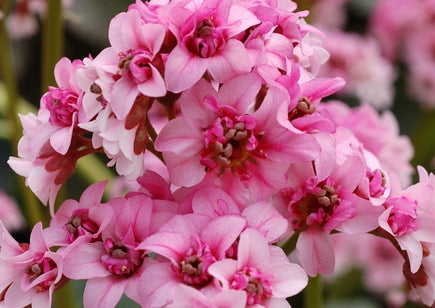 Bergenia 'Dragonfly Sakura' Elephant Ears