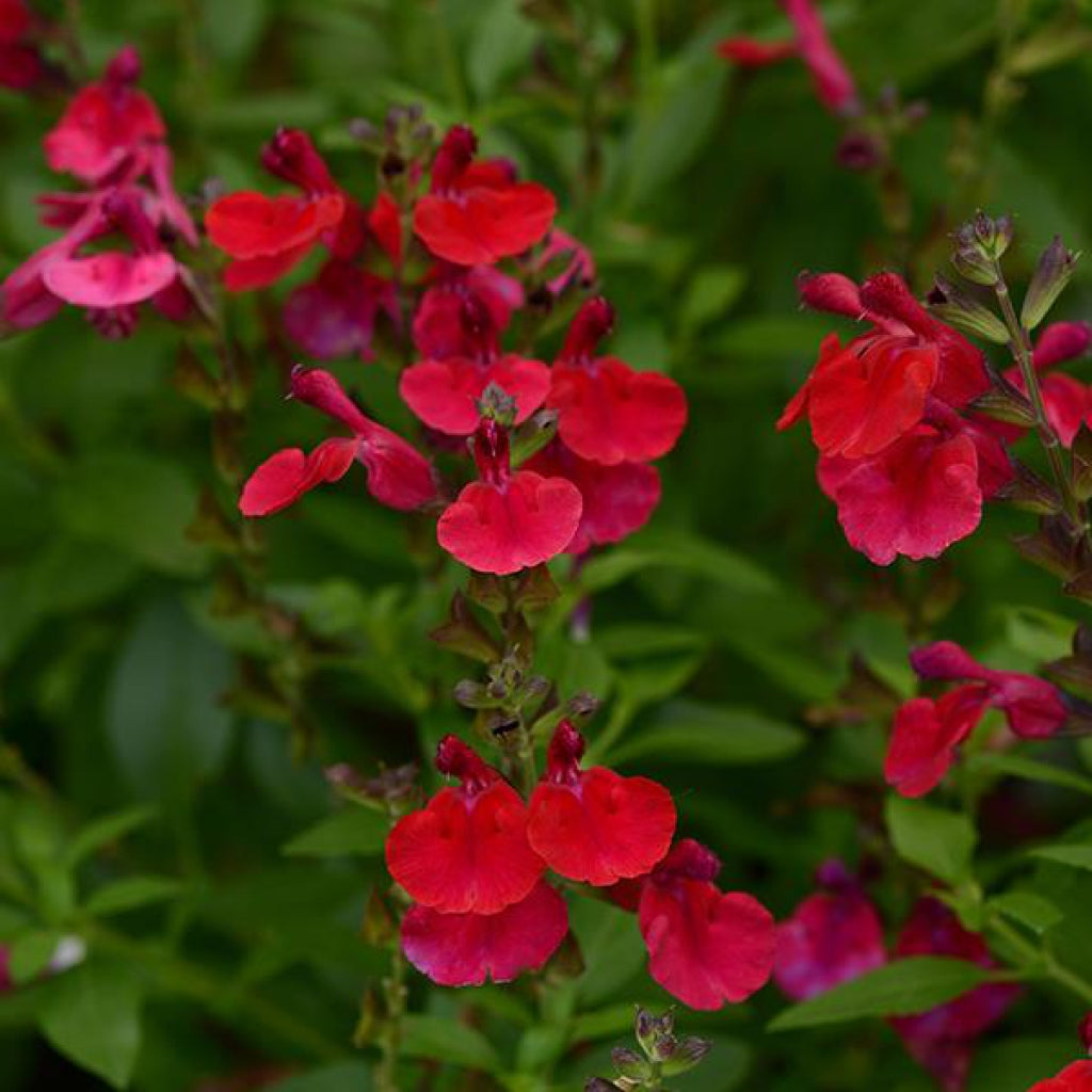Mirage Cherry Red Autumn Sage