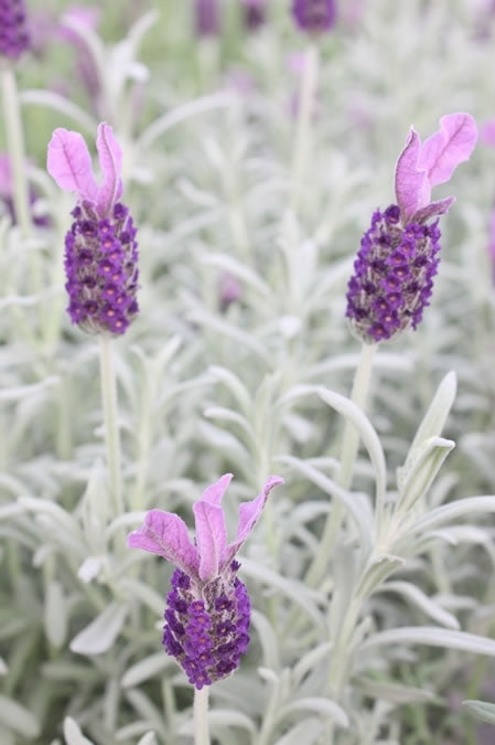 'Silver Anouk' Spanish Lavender