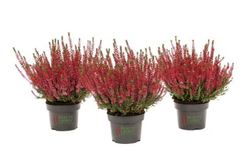 Calluna 'Siska' Heather