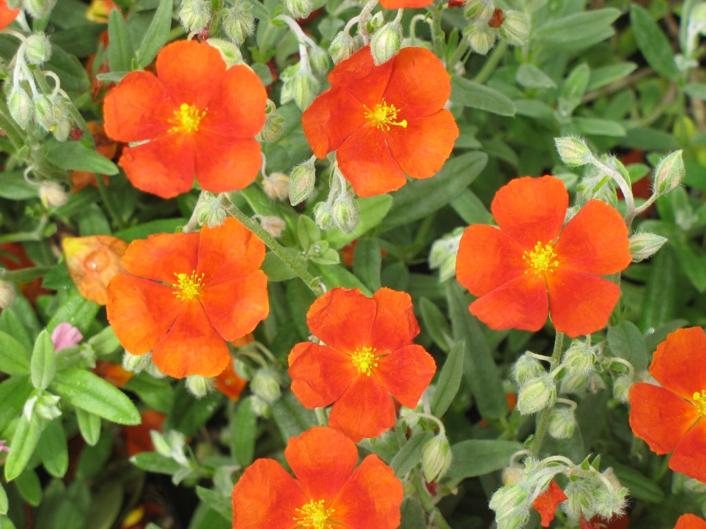 Henfield Brilliant Sunrose