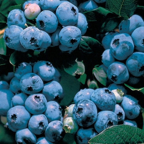 Vaccinium 'Top Hat' Blueberry