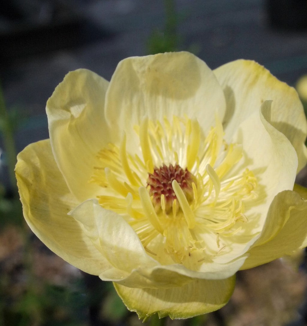 Trollius Cheddar Globeflower