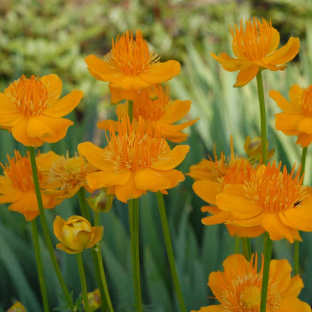 Golden Queen Globeflower